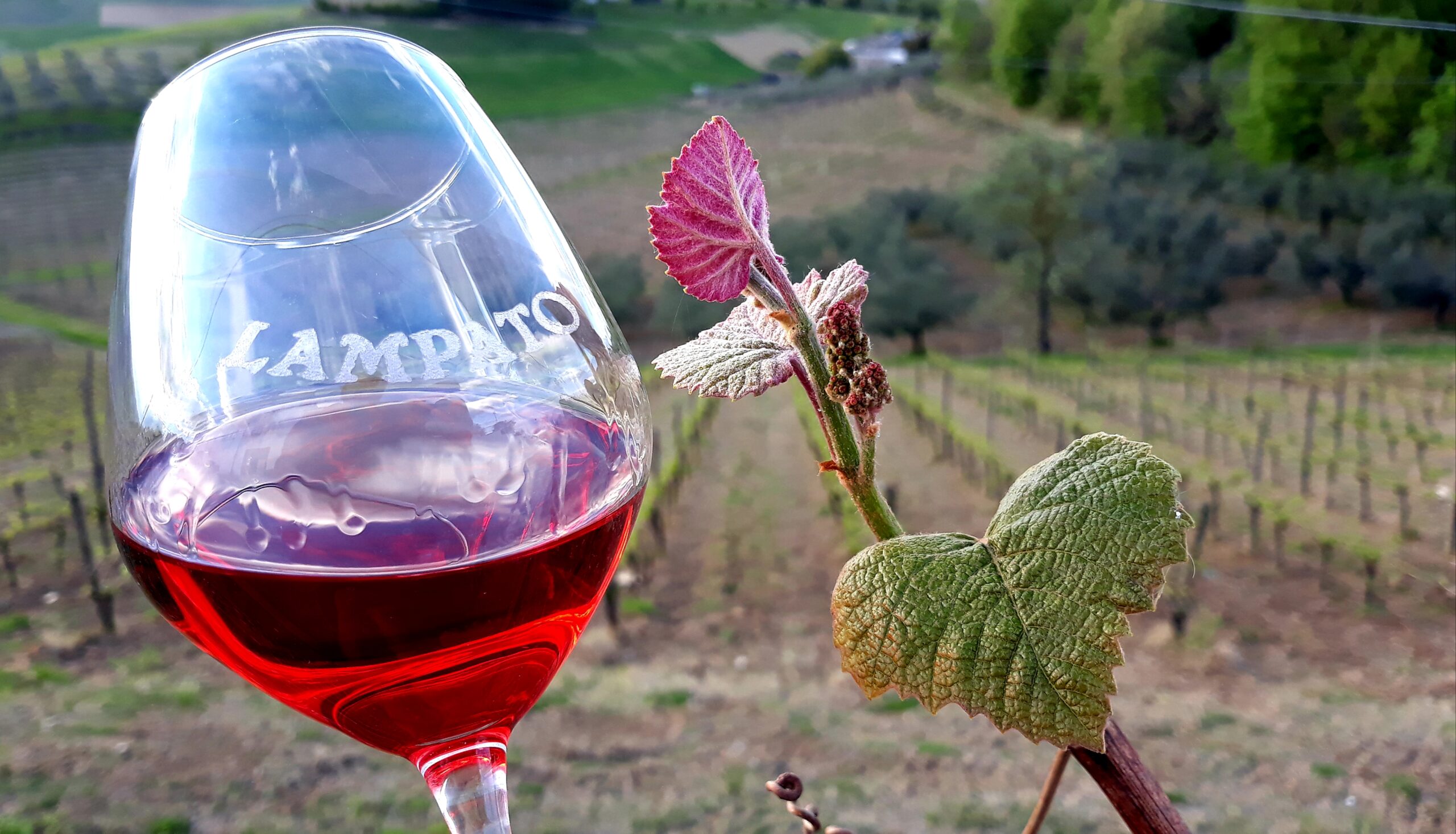 A glass of Lampato wine overlooking vineyard rows