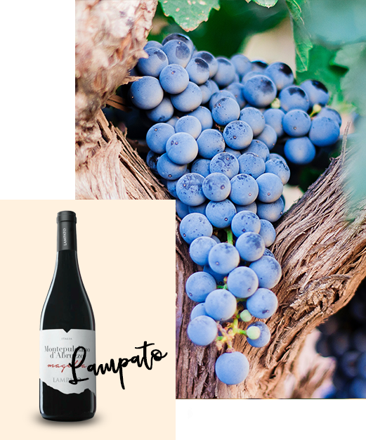 Lampato wine bottle alongside grape clusters