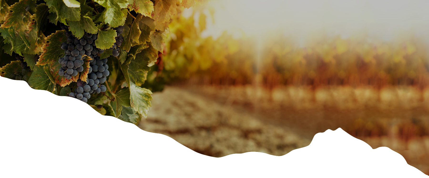 Grape clusters growing on vines featured by Lampato