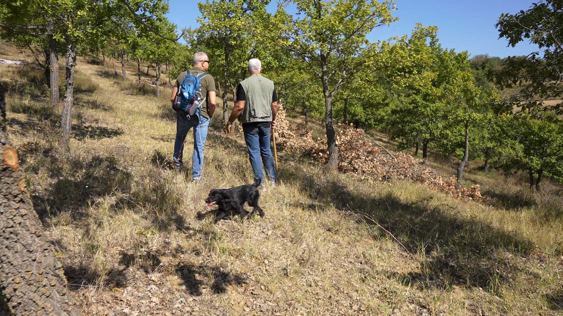 Truffle hunting with dogs in the Oro nella Terra truffle plantation